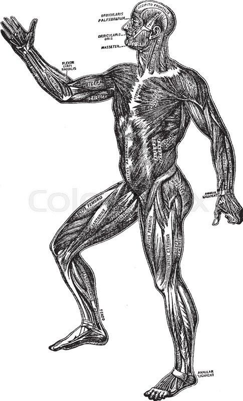 485x800 This Illustration Represents A Diagram Of The Human Muscular - Human Muscle Sketch