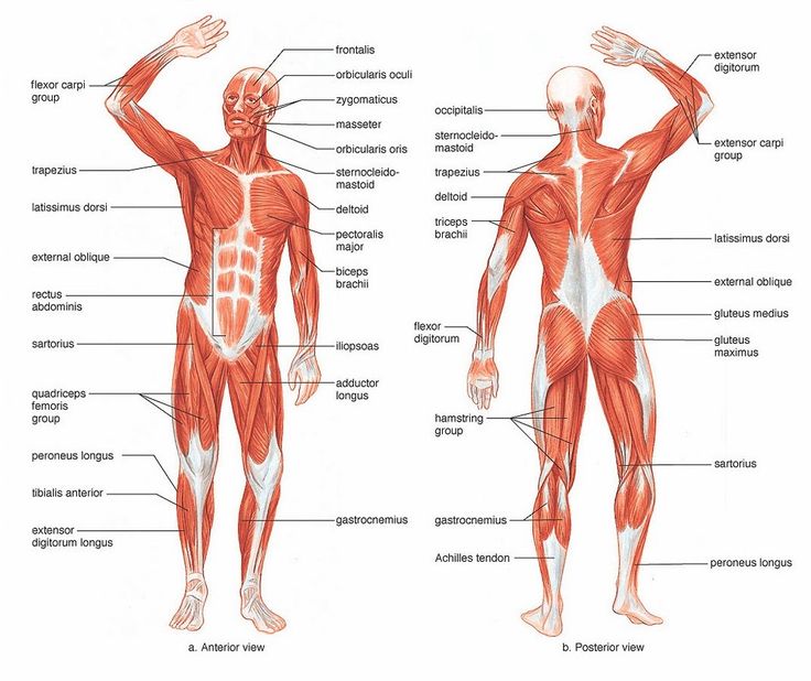 736x618 Human Muscle Anatomy Diagram Human Muscles Anatomy Are Given - Human Muscle Sketch