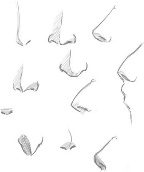 500x598 A Reference Sheet Of Human Noses. A Good Tool For Artists Who Are - Human Nose Sketch