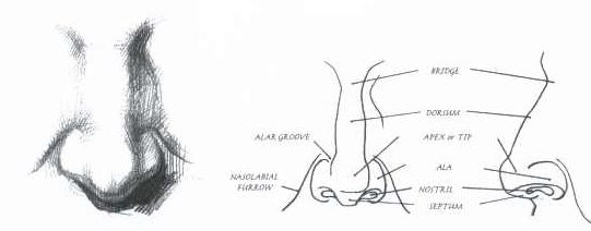 541x212 Human Anatomy The Nose I - Human Nose Sketch