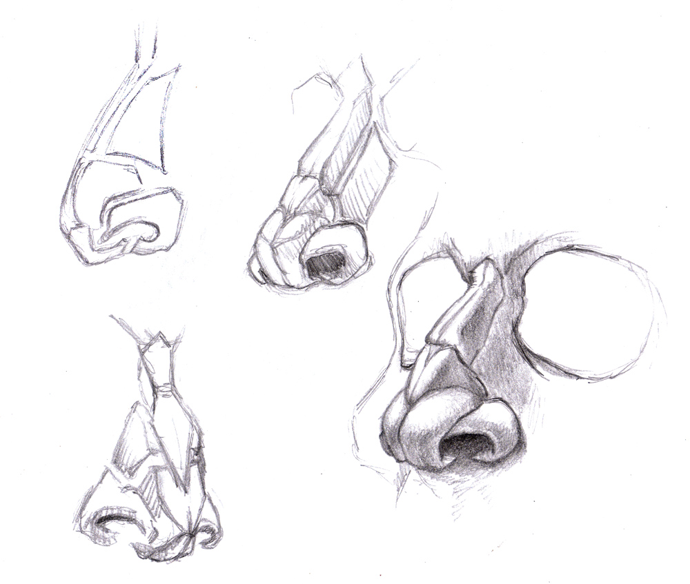 1000x847 Magellin . Blog Nose Sketches - Human Nose Sketch