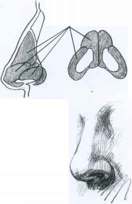 264x407 The Nose - Human Nose Sketch