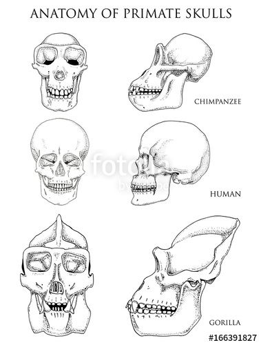 379x500 Human And Chimpanzee, Gorilla. Biology And Anatomy Illustration - Human Profile Sketch