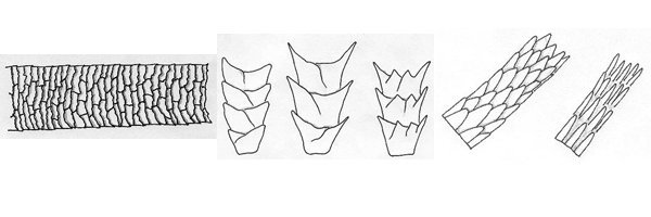 600x200 Forensics Lab 6.3 Make Scale Casts Of Hair Specimens Make Diy - Human Scale Sketch