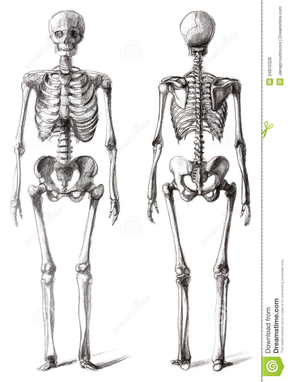 982x1300 Drawing Skeleton - Human Skeleton Sketch
