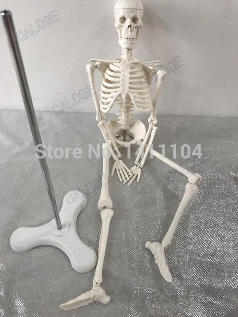 480x640 Free Shippingamp45cm Small Bone Model, Human Skeletal Model - Human Skeleton Sketch