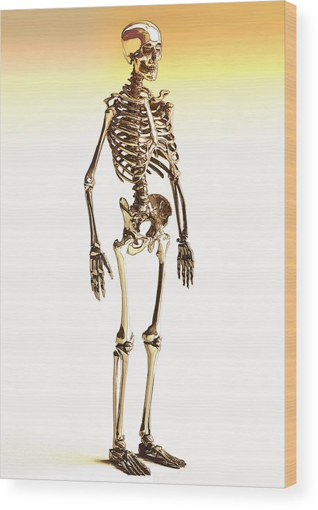 457x732 Golden Human Skeleton Color Sketch Wood Print By Nenad Cerovic - Human Skeleton Sketch