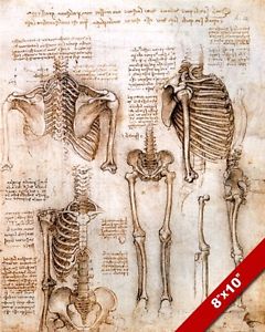 240x300 Leonardo Da Vinci Sketch Painting Human Skeleton Anatomy Real - Human Skeleton Sketch