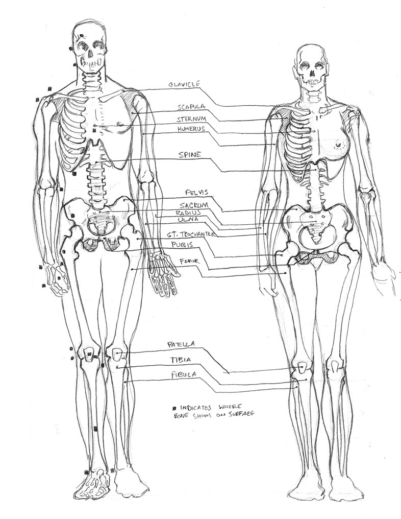 786x1016 Loomis Anatomy Skeleton Sketch By Stupidartpunk - Human Skeleton Sketch