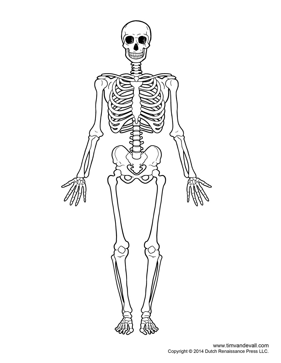 927x1200 Printable Human Skeleton Diagram - Human Skeleton Sketch