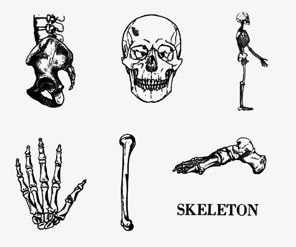 600x500 Sketch Painted Realistic Human Skeleton, Sketch, Hand Painted - Human Skeleton Sketch