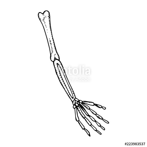 500x500 Skeleton Hand Of A Human Skeleton Sketch Isolated On White - Human Skeleton Sketch