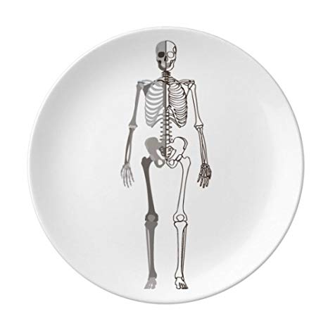 466x466 Human Skeleton Sketch Front Dessert Plate Decorative - Human Skeleton Sketch