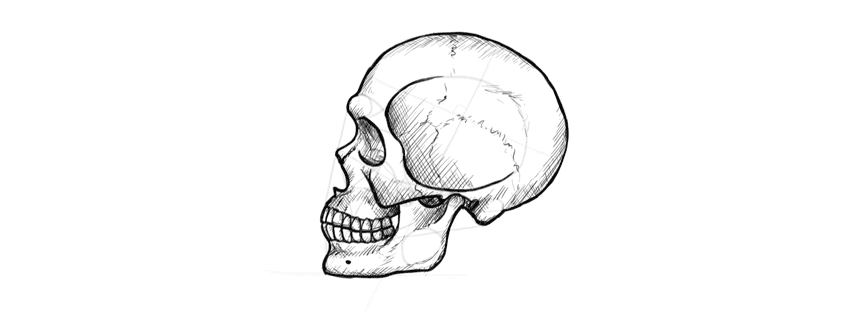 850x311 How To Draw A Skull In Profile, Step By Step - Human Skull Sketch