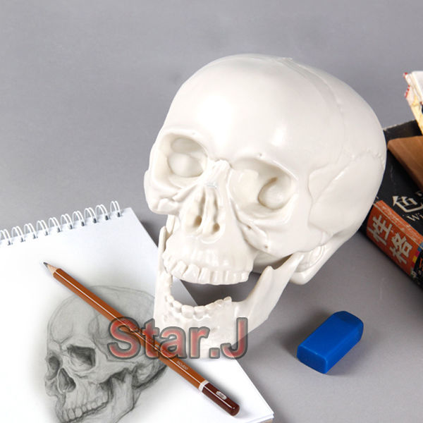 600x600 Arts Human Skull Sketch Model Medical Realistic Drawing Plastic - Human Skull Sketch