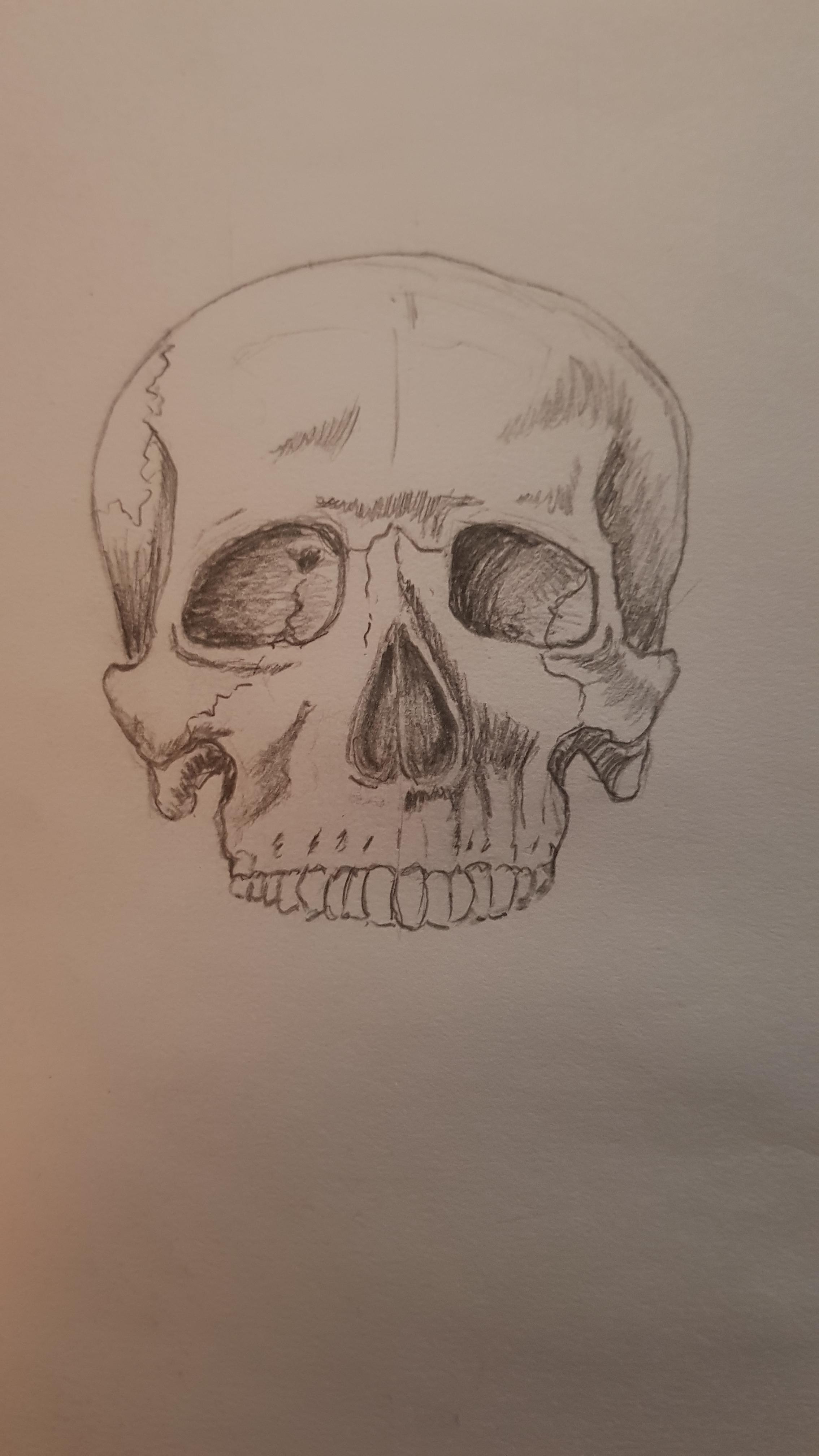 2268x4032 Human Skull Sketch - Human Skull Sketch