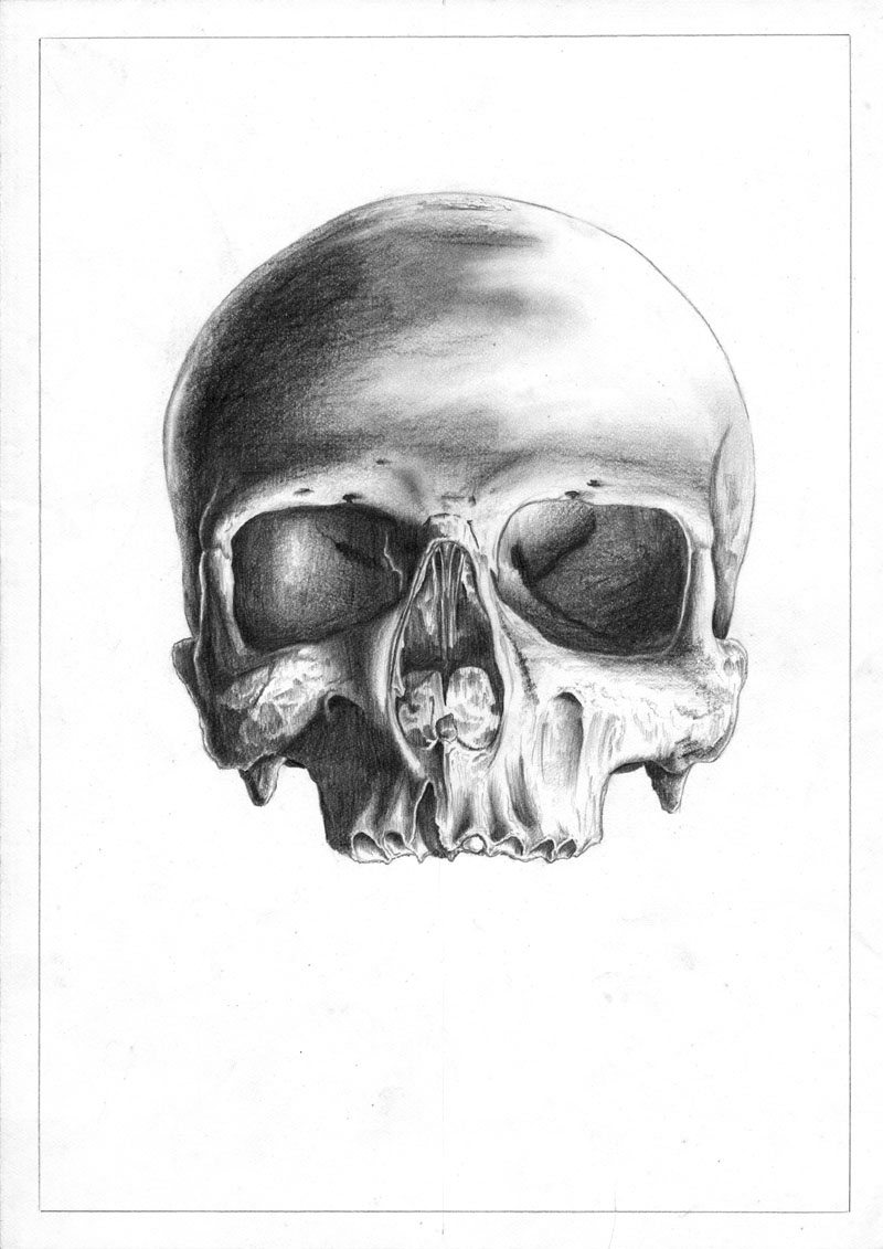 800x1131 Skull, 1983 - Human Skull Sketch