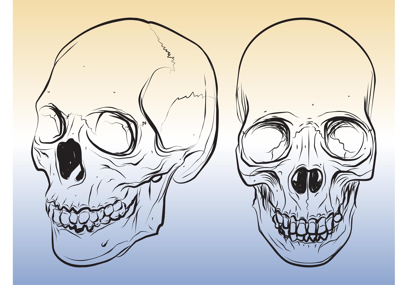 1400x980 Skull Sketches - Human Skull Sketch