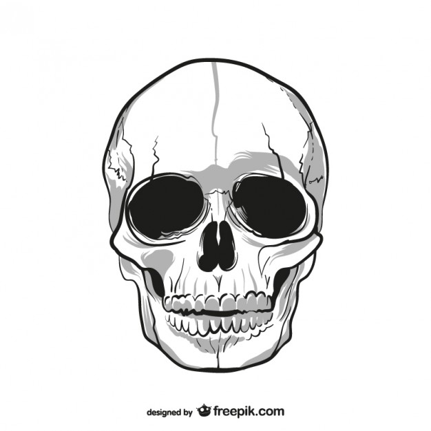 626x626 Skull Vectors, Photos And Psd Files Free Download - Human Skull Sketch