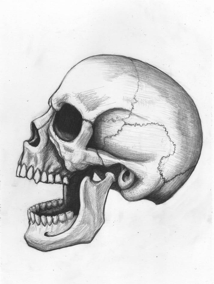 714x946 Human Skull Pencil Drawing 2017, Graphite On Bristol - Human Skull Sketch