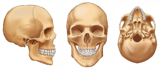 525x226 Human Skull Sketch - Human Skull Sketch