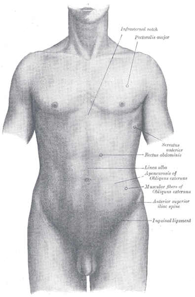 395x600 Drawing The Human Body 5 Tips For Drawing The Human Torso - Human Torso Sketch