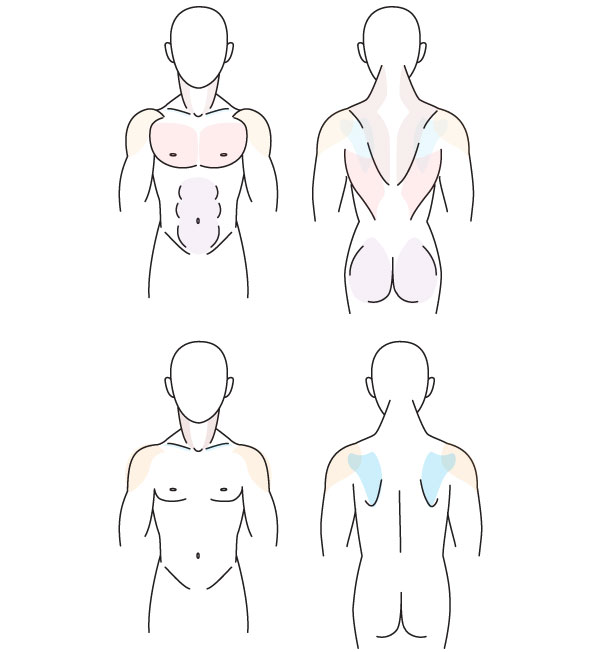 600x652 Human Anatomy Fundamentals Muscles And Other Body Mass - Human Torso Sketch