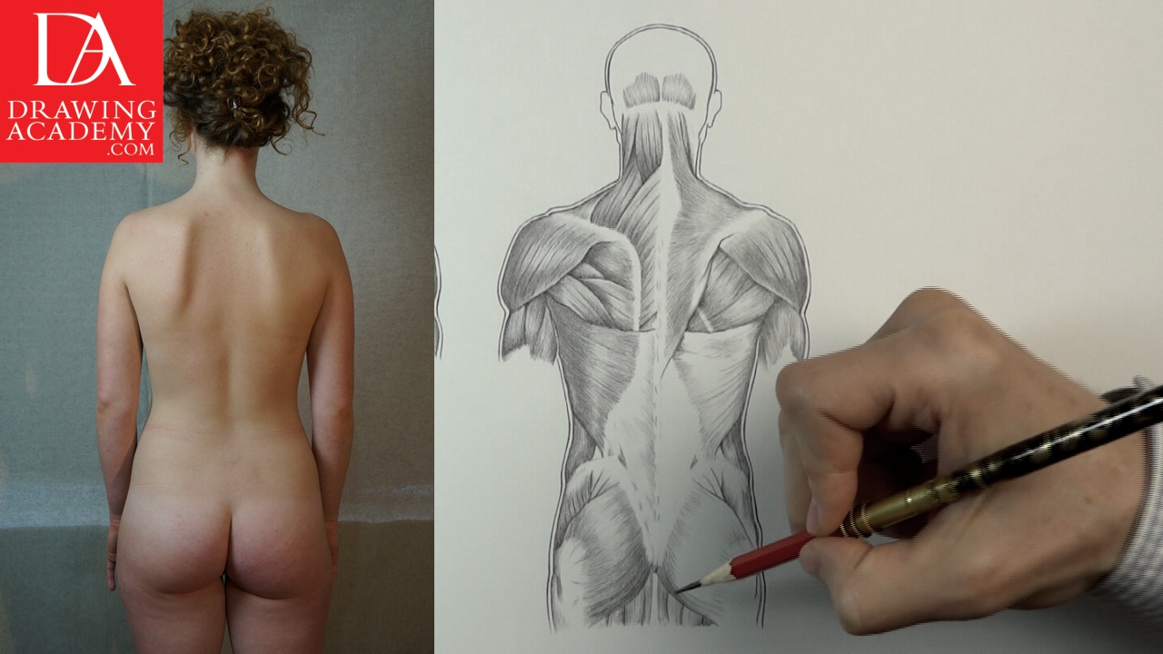 1280x720 Muscles In Human Body - Human Torso Sketch