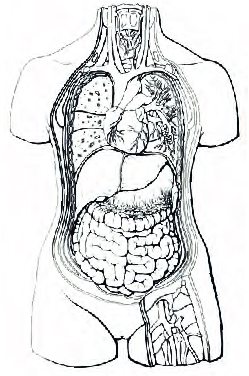 500x754 Nked Line Drawing Of The Anatomy Of The Human Torso. Light And - Human Torso Sketch