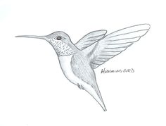 Hummingbird Pencil Sketch