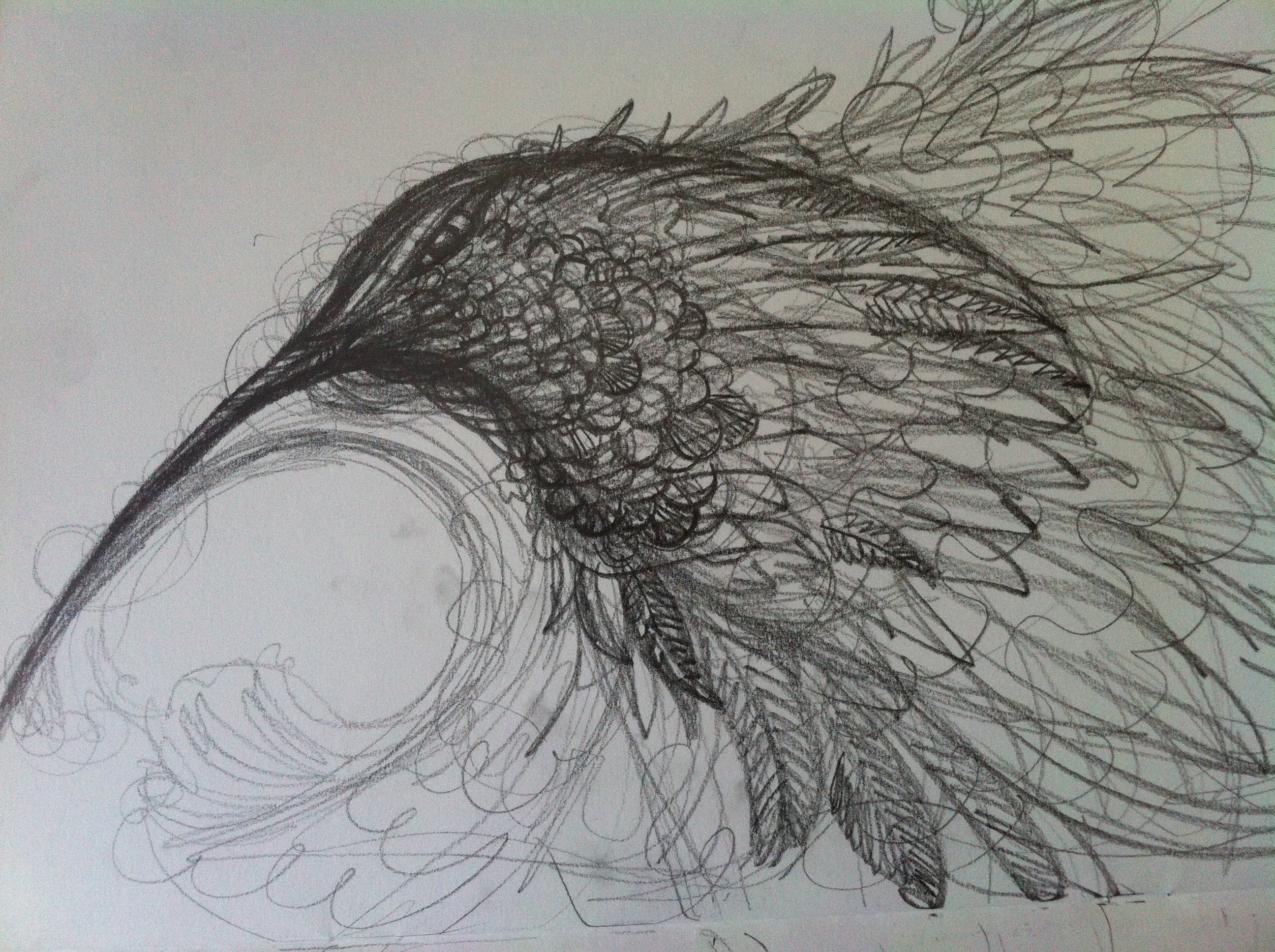 2592x1936 Drawings Salma Ahmad Caller - Hummingbird Pencil Sketch