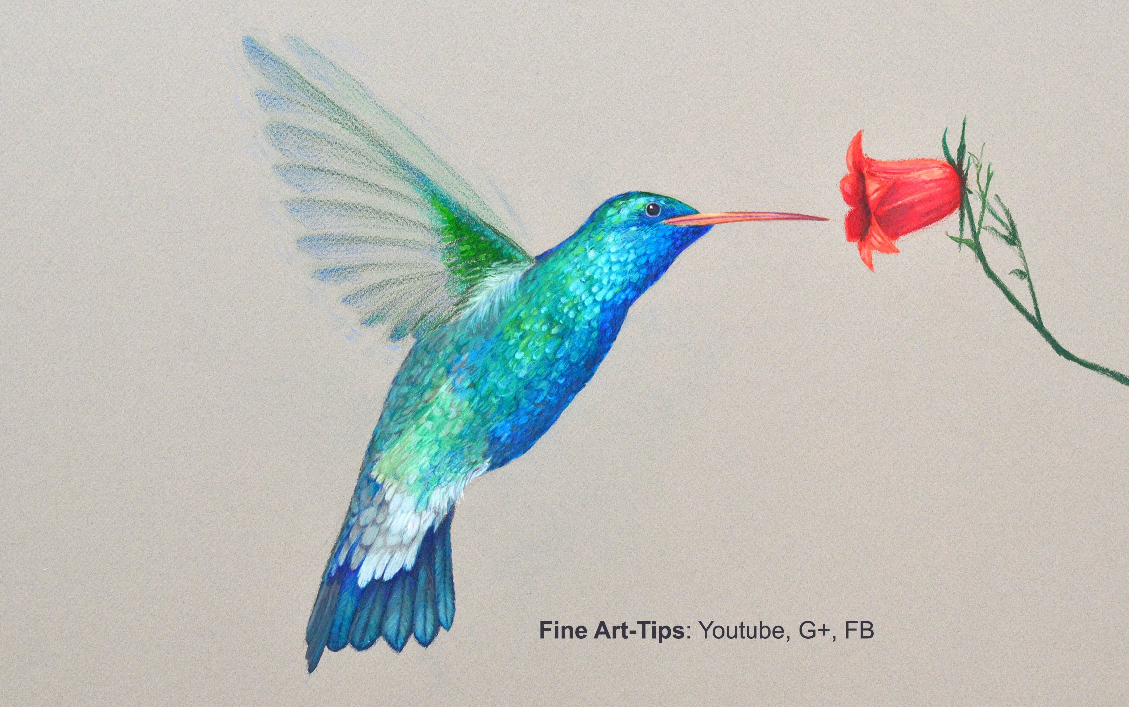 2261x1417 How To Draw A Hummingbird - Hummingbird Pencil Sketch