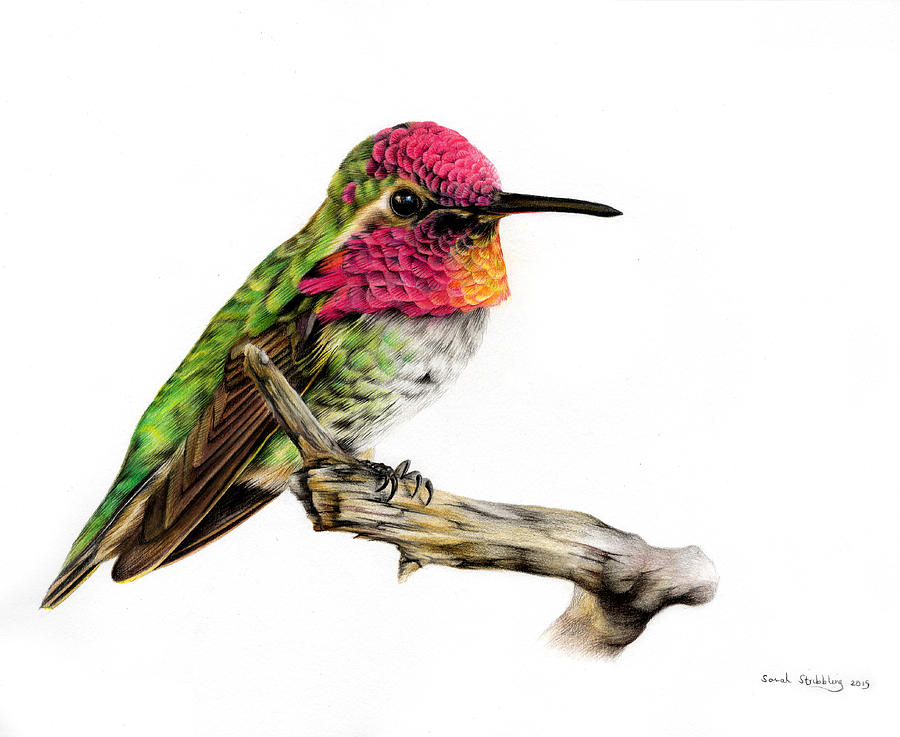900x737 Hummingbird Colour Pencil Drawing Painting By Sarah Stribbling - Hummingbird Pencil Sketch