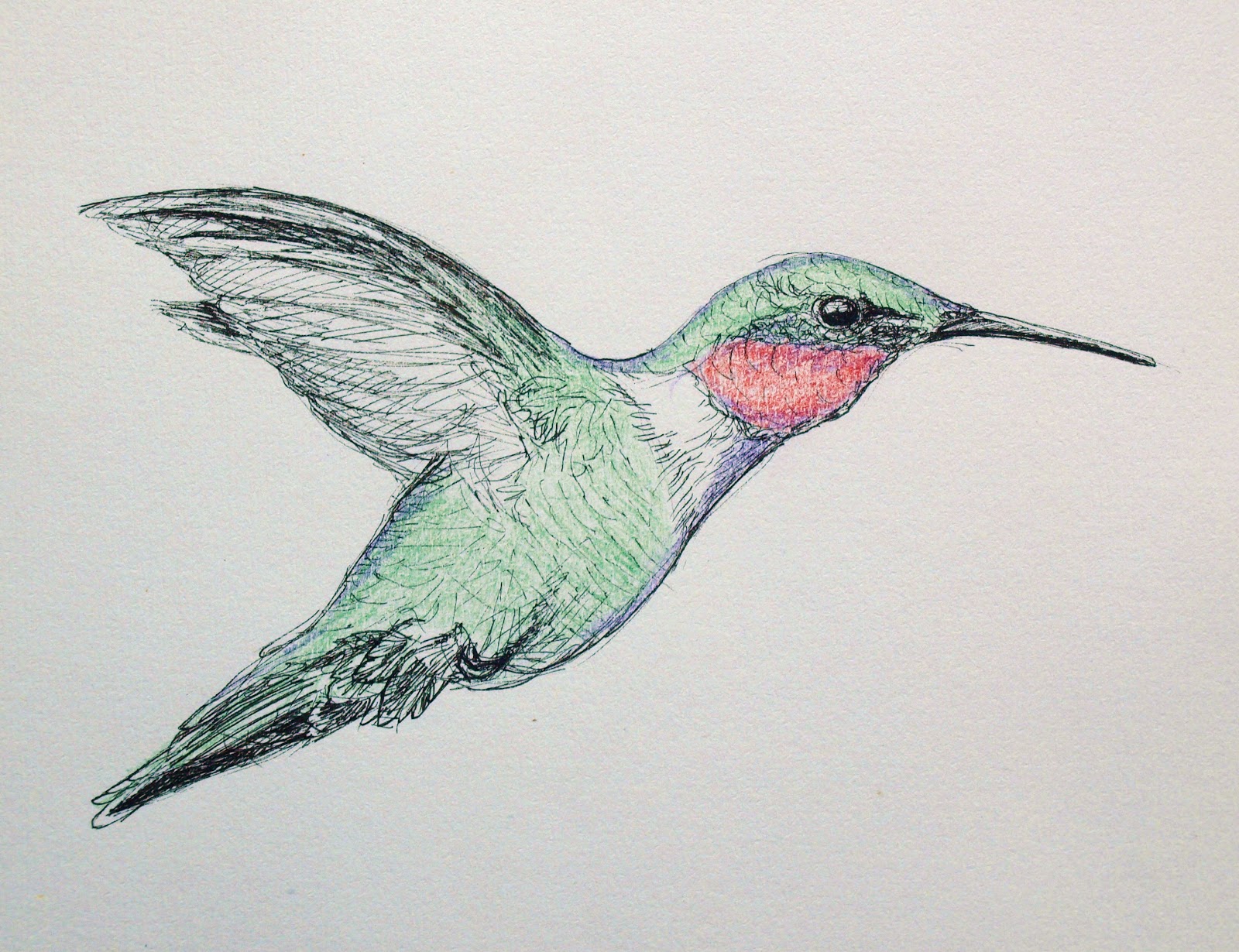 1600x1230 Artiqueryrose Hummingbird Sketch, Ink And Pencil - Hummingbird Pencil Sketch
