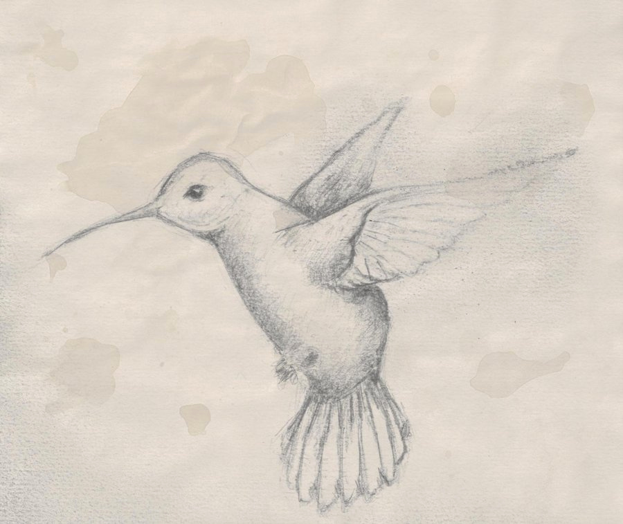 900x757 Hummingbird Sketch Hummingbird Sketch Art Pencil - Hummingbird Pencil Sketch