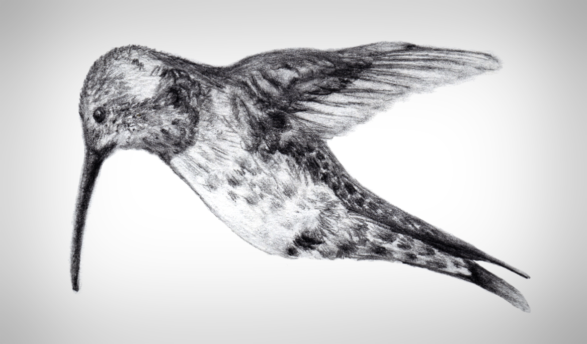 1167x684 Hummingbird Sketch By Thecleverfox - Hummingbird Pencil Sketch