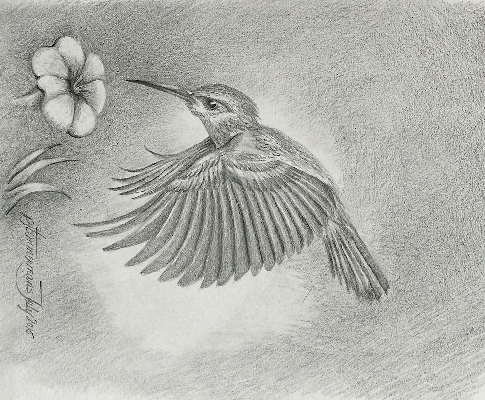 1000x825 Hummingbird Pencil Drawing Hummingbird Artwork - Hummingbird Pencil Sketch