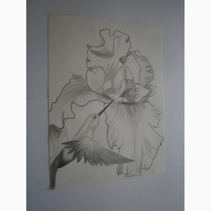 740x740 Hummingbird With Iris - Hummingbird Pencil Sketch
