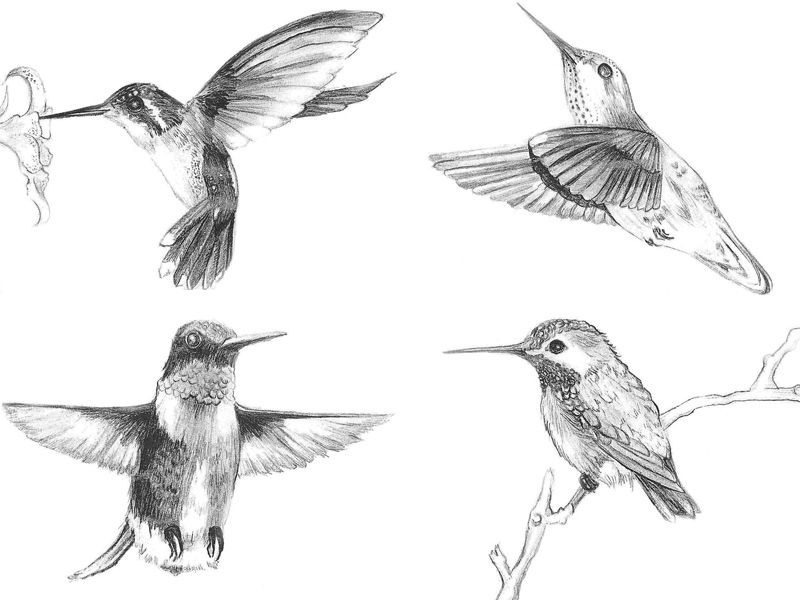 800x600 Hummingbirds - Hummingbird Pencil Sketch