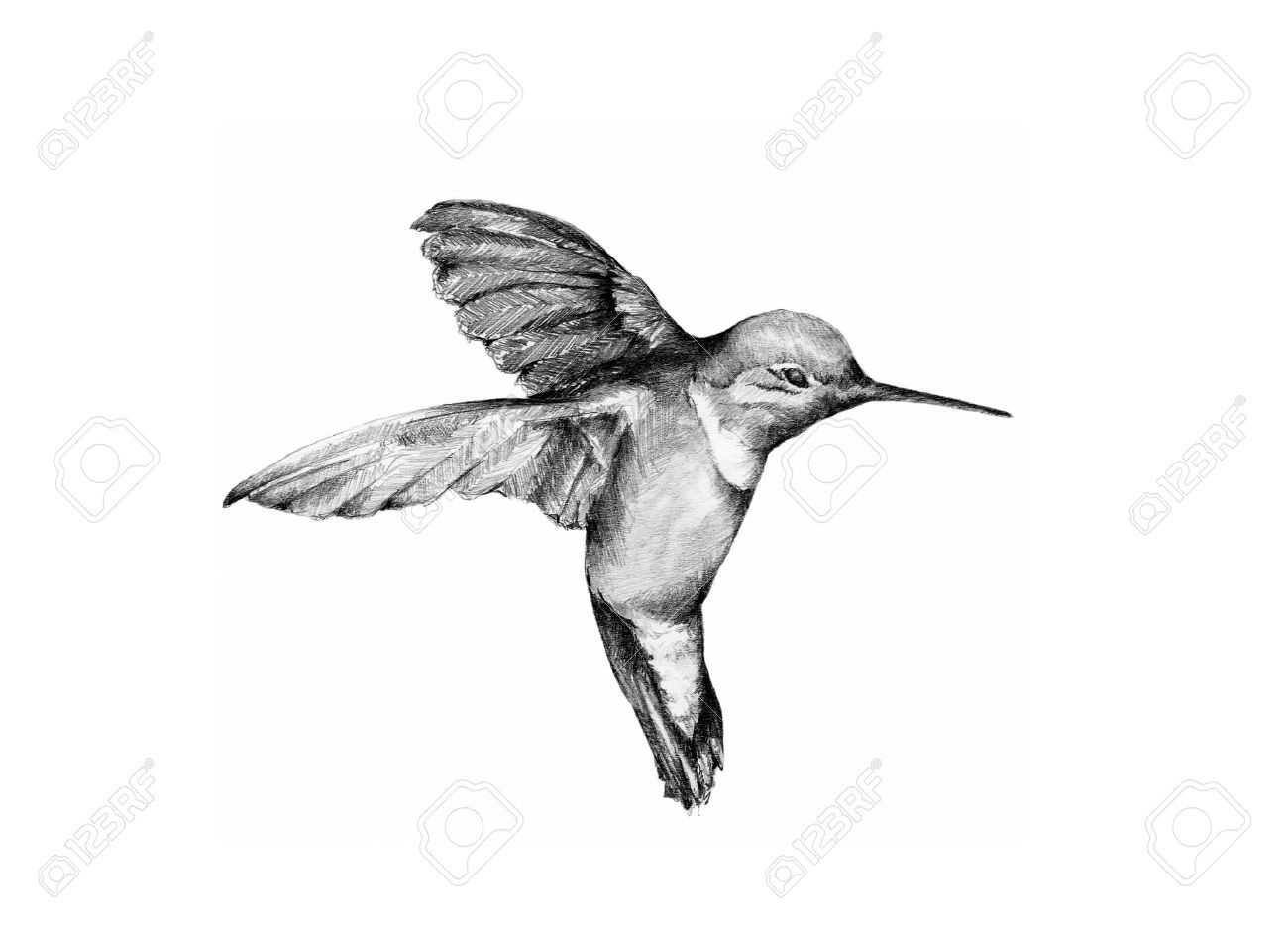 1300x935 Bird Tree Sketches - Hummingbird Pencil Sketch