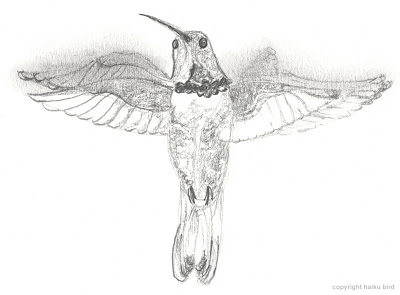 400x295 Haiku Bird Hummingbird In Flight (Original Pencil Sketch) - Hummingbird Pencil Sketch
