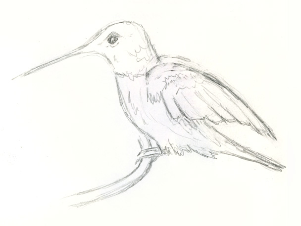 608x457 Sbwatercolors And Sketching Hummingbird Quick Pencil Sketch - Hummingbird Pencil Sketch