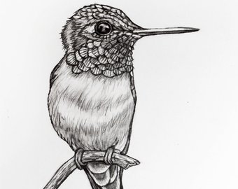 340x270 Bird Pencil Drawing Etsy - Hummingbird Pencil Sketch