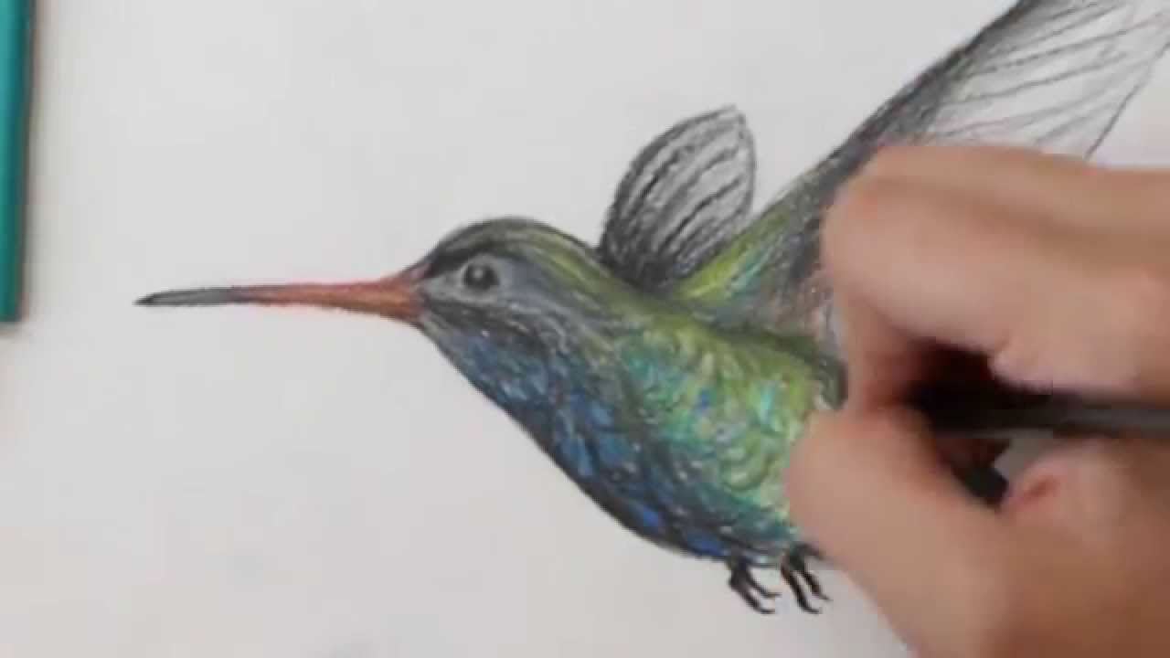 1280x720 Colored Pencil Drawing Of A Hummingbird - Hummingbird Pencil Sketch