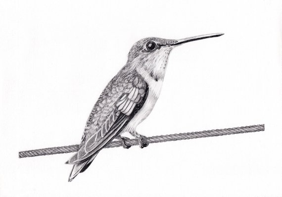 Hummingbird Pencil Sketch at PaintingValley.com | Explore collection of ...