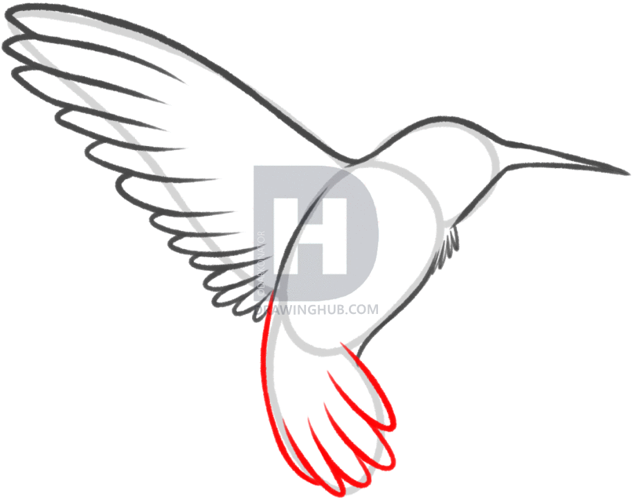 923x720 How To Draw A Hummingbird And Flower, Step By Step, Drawing Guide - Hummingbird Sketch