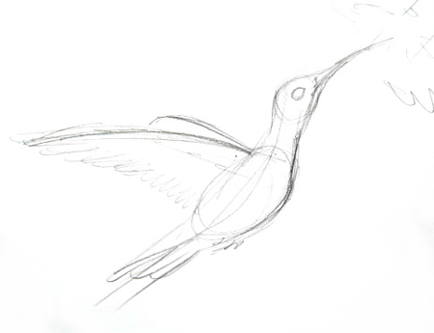 434x333 How To Draw A Hummingbird - Hummingbird Sketch