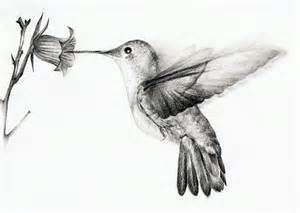 300x213 Hummingbird Sketch - Hummingbird Sketch