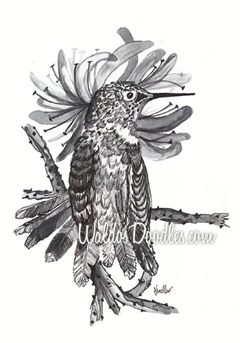 350x500 Hummingbird Sketch 3 - Hummingbird Sketch