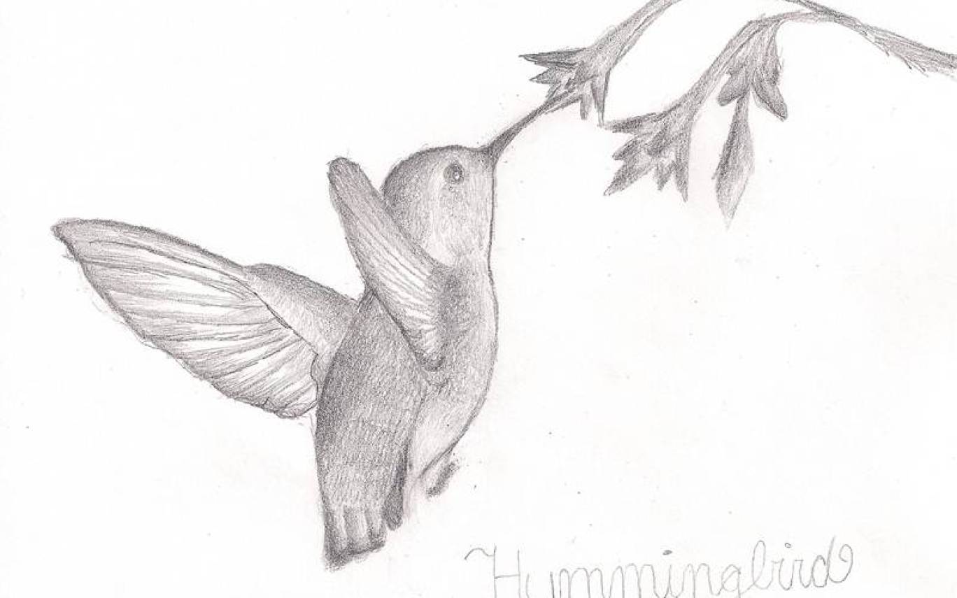 1368x855 Hummingbird Sketch By Yellowcardxgirl Gardening - Hummingbird Sketch